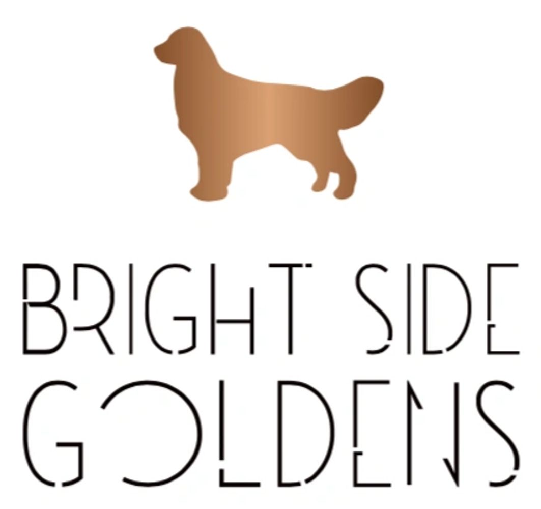 Golden Retriever Puppies Utah Bright Side Goldens